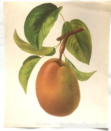 Medallas tem&aacute;ticas: fruta