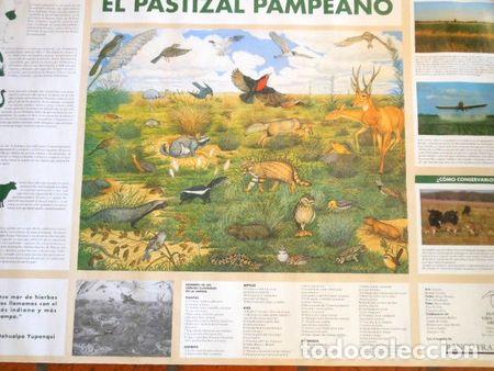 M&eacute;dailles th&eacute;matiques: lamina pastizal pampeano medida 98x69cm