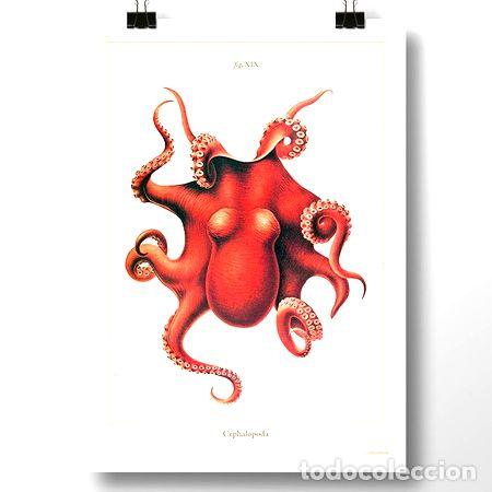 Medalhas tem&aacute;ticas: pulpo i moluscos lamina poster vintage antiguo decoracion