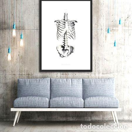 Medallas tem&aacute;ticas: anatomia humana i lamina poster vintage antiguo decoracion