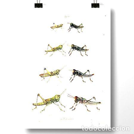 Thematische Medaillen: saltamontes i lamina poster vintage antiguo decoracion