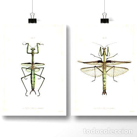 Medalhas tem&aacute;ticas: mantis insecto laminas posters vintage antiguo decoracion