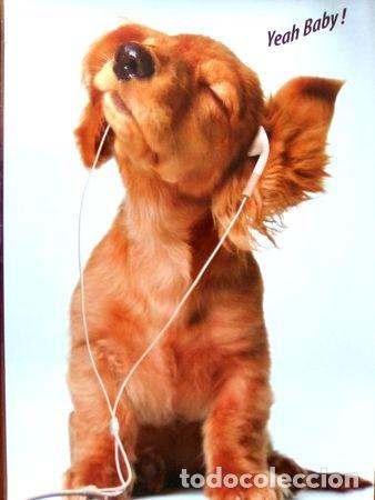 Medalhas tem&aacute;ticas: poster plastificado perrito y musica 60 x 43 cm