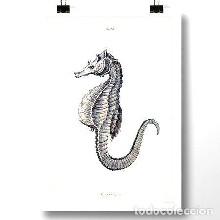 Medalhas tem&aacute;ticas: hipocampo i lamina poster vintage antiguo decoracion