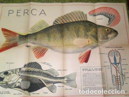 Thematische Medaillen: antigua lamina cartel la perca pez pescado guillermo kraft