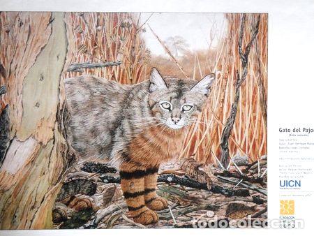 Medalhas tem&aacute;ticas: reproduccion gato del pajonal marquez 51x36 cm