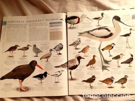 Medaglie tematiche: lamina aves limicolas gaviotas y alcidos