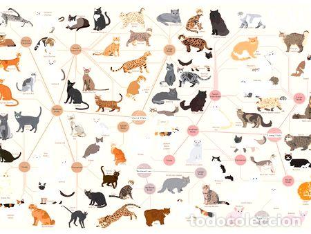 Thematische Medaillen: poster de razas de gatos 47x32cm 200grms