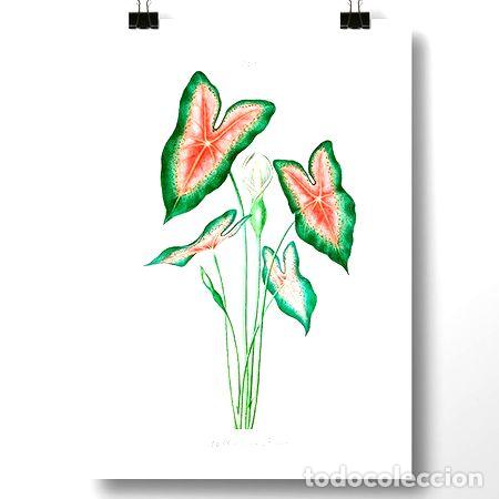 Thematische Medaillen: planta y flor caladium bicolor lamina o poster decoracion