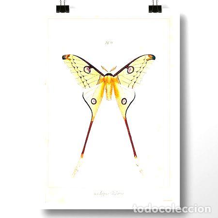 M&eacute;dailles th&eacute;matiques: mariposas 3 4 5 o 6 lamina poster vintage retro decoracion
