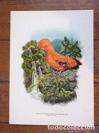 M&eacute;dailles th&eacute;matiques: pajaros lamina axel amuchastegui