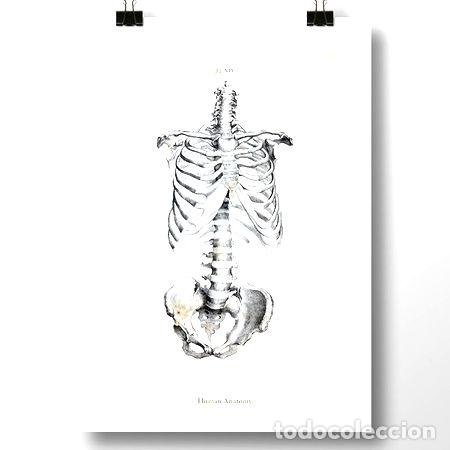 Medalhas tem&aacute;ticas: anatomia humana i lamina poster vintage antiguo decoracion