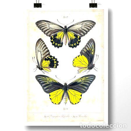 Thematische Medaillen: mariposas ii insectos lamina poster vintage retro decoracion