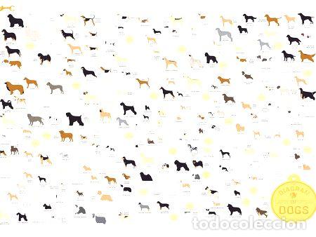 Thematische Medaillen: poster de razas de perros 47x32cm 200grms