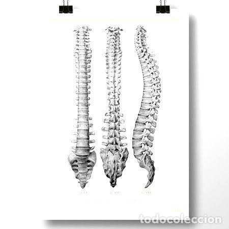Thematische Medaillen: columna vertebral i lamina poster vintage antiguo decoracion