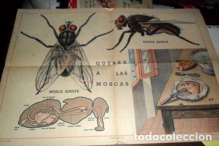 Thematische Medaillen: la mosca antigua lamina poster