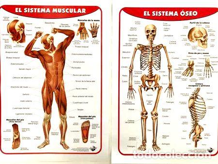 Thematische Medaillen: lamina bifaz sistema muscular sistema oseo 72 x 51 papel