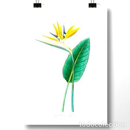 Medalhas tem&aacute;ticas: planta y flor ave del paraiso lamina o poster decoracion