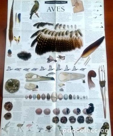 Medallas tem&aacute;ticas: lamina educativa de aves - Foto 1