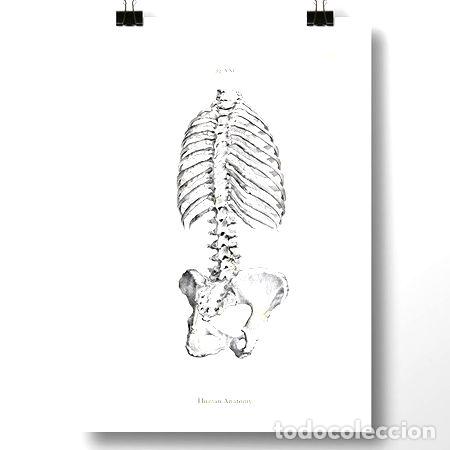 M&eacute;dailles th&eacute;matiques: anatomia humana ii lamina poster vintage antiguo decoracion