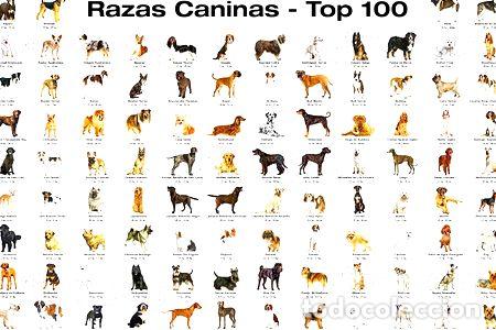M&eacute;dailles th&eacute;matiques: hermosos posters razas caninas top 100 perros 120x80 cm