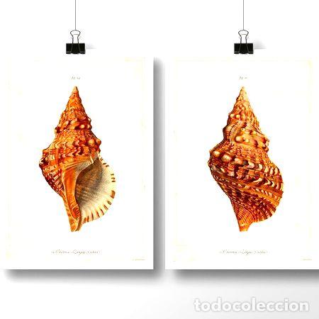 Medallas tem&aacute;ticas: caracoles i molusco lamina poster vintage antiguo decoracion