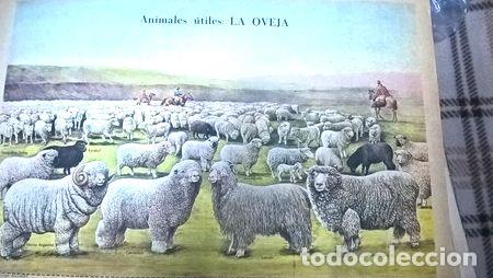 Medalhas tem&aacute;ticas: lamina animales utiles la ovejaantigua original
