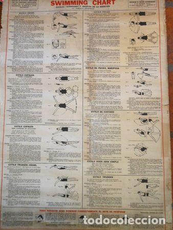 Medalhas tem&aacute;ticas: lamina swimming chart medidas 55x81cm