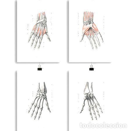 Medallas tem&aacute;ticas: anatomia humana 9 7 10 8 poster vintage antiguo decoracion Ed. 10