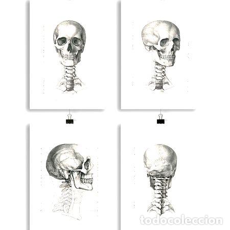 Medallas tem&aacute;ticas: anatomia humana 11 12 13 14 poster antiguo decoracion