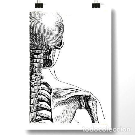 Medallas tem&aacute;ticas: anatomia humana v bis lamina poster vintage decoracion
