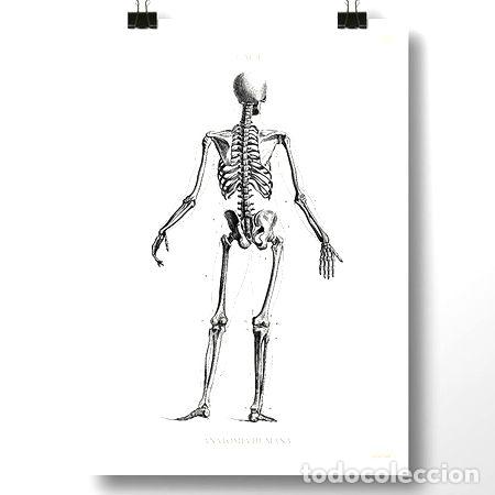 Medallas tem&aacute;ticas: anatomia humana v lamina poster vintage antiguo decoracion