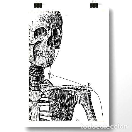 Medallas tem&aacute;ticas: anatomia humana iii bis lamina poster vintage decoracion