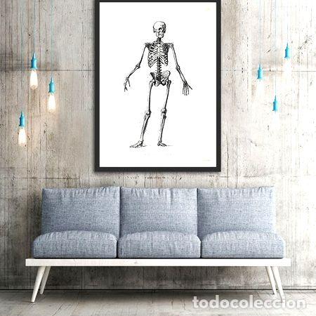Medallas tem&aacute;ticas: anatomia humana iii poster ploteovintage antiguo decoracion