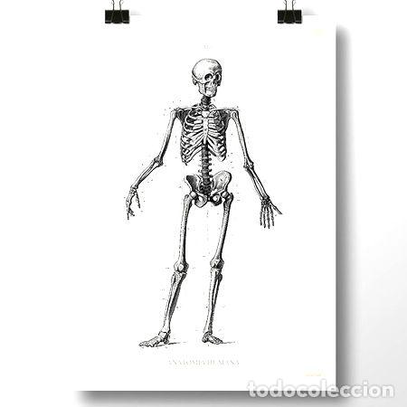 Medallas tem&aacute;ticas: anatomia humana iii lamina poster vintage antiguo decoracion