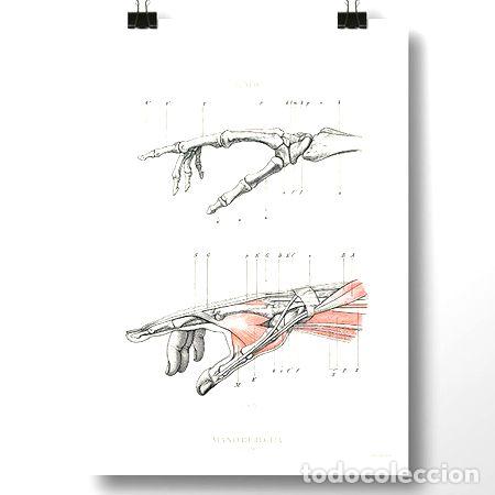 Medallas tem&aacute;ticas: anatomia humana vi lamina poster vintage antiguo decoracion