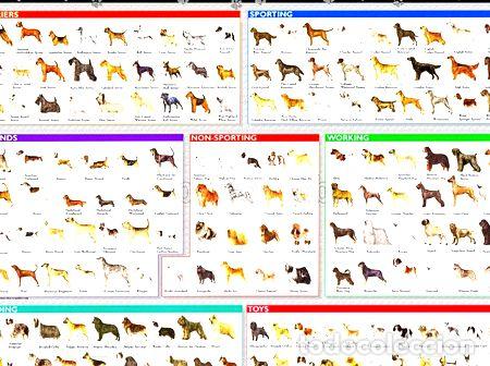 Medaglie tematiche: hermosos posters razas de perros 130x95 cm