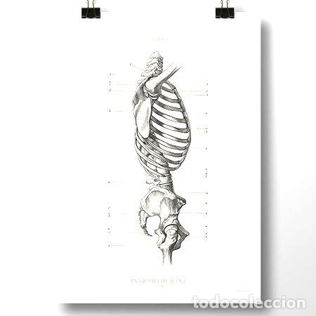 Medalhas tem&aacute;ticas: anatomia humana xviii poster antiguo decoracion