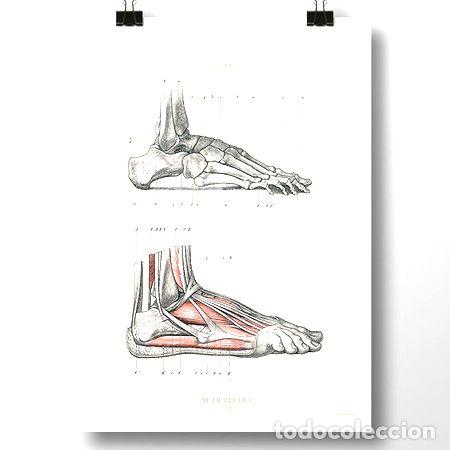Medalhas tem&aacute;ticas: anatomia humana xv poster vintage antiguo decoracion