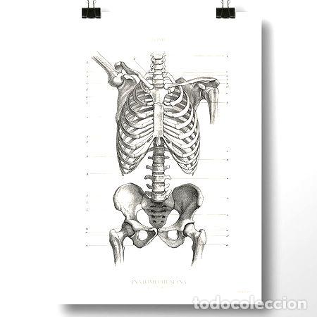 Thematische Medaillen: anatomia humana xvii poster antiguo decoracion