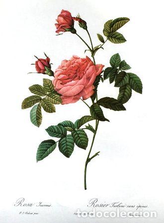 M&eacute;dailles th&eacute;matiques: antigua lamina rosa rosier turbine sans epines 30 cm x 40 cm