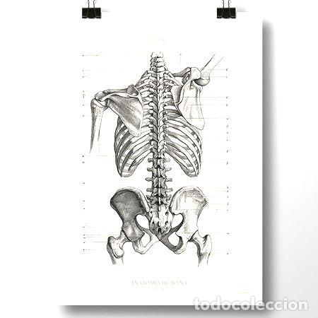 Medalhas tem&aacute;ticas: anatomia humana xix lamina poster antiguo vintage decoracion