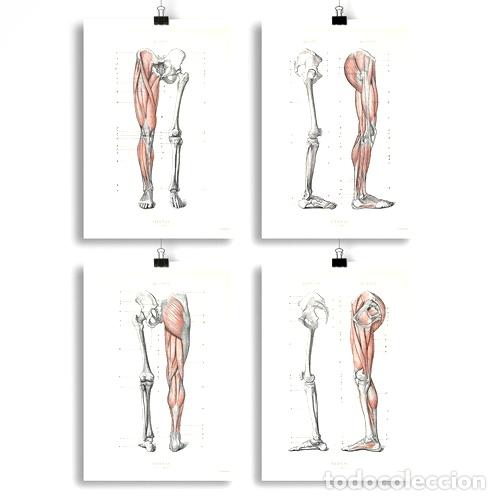 Thematische Medaillen: anatomia humana 31 32 33 34 poster vintage antiguo deco