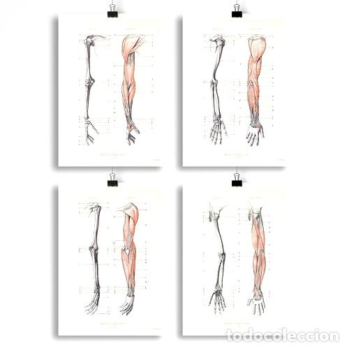 Thematic medals: anatomia humana 27 28 29 30 poster vintage antiguo deco