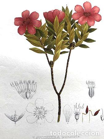 M&eacute;dailles th&eacute;matiques: antigua lamina herbario lavoisiera livraria kosmos ed