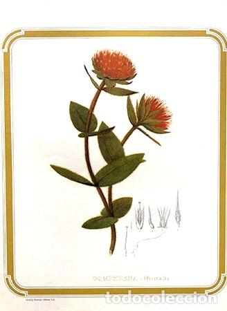 M&eacute;dailles th&eacute;matiques: antigua lamina herbario gomphrena livraria kosmos ed