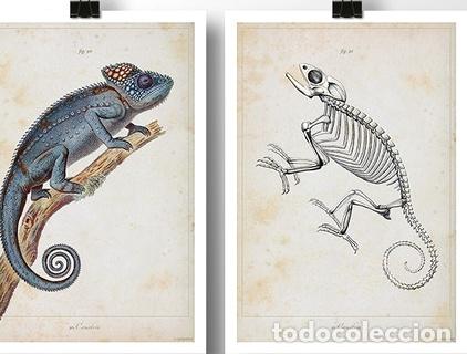 Medaglie tematiche: camaleon 2 3 reptil lamina poster vintage antiguo deco