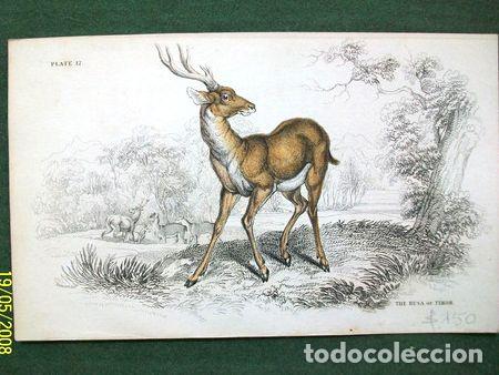 M&eacute;dailles th&eacute;matiques: mamifero the rusa of timor grabado coloreado de 1833