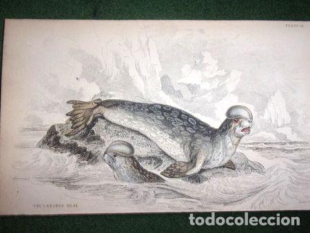Medallas tem&aacute;ticas: lobo marino the crested seal grabado de 1833