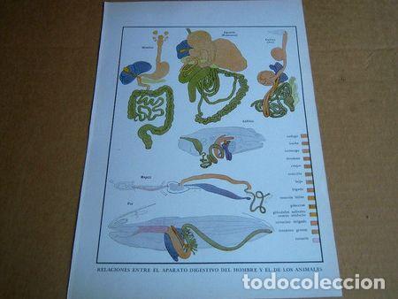 Thematic medals: lamina relaciones aparato digestivo hombre y animales 1960